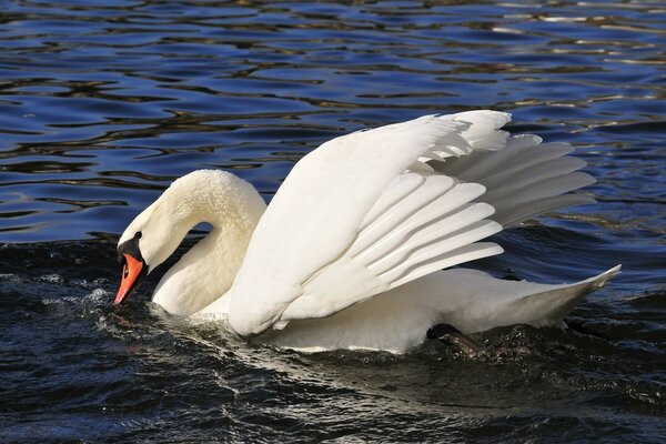 Swan splashing on the water