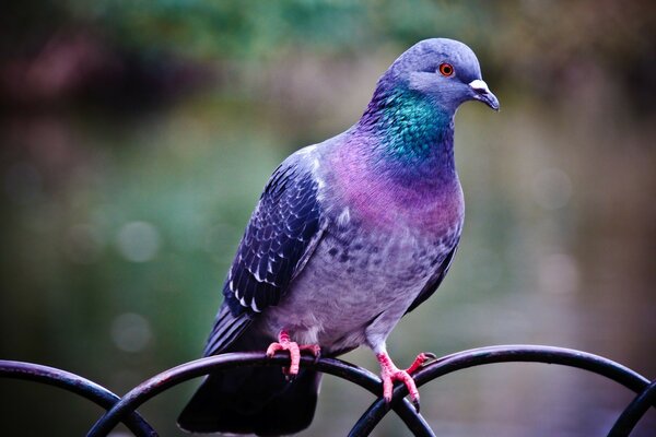 The pigeon is sitting on the fence and resting