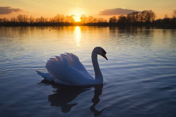 Cigno bianco come la neve sulla superficie dell acqua