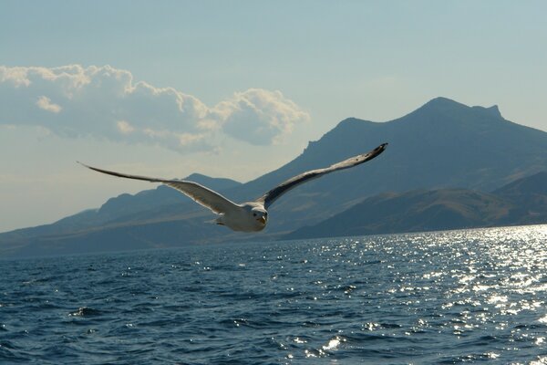 Möwe fliegt auf Wasserhintergrund