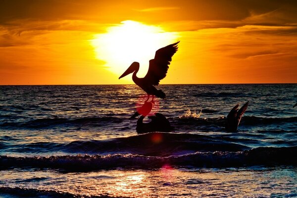 Flamingos bei Sonnenuntergang am Meer