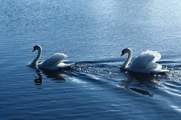 Two swans floating on the lake