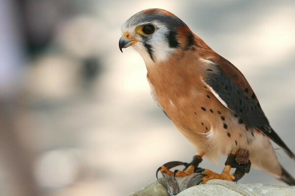 Beautiful bird of prey on a blurry background