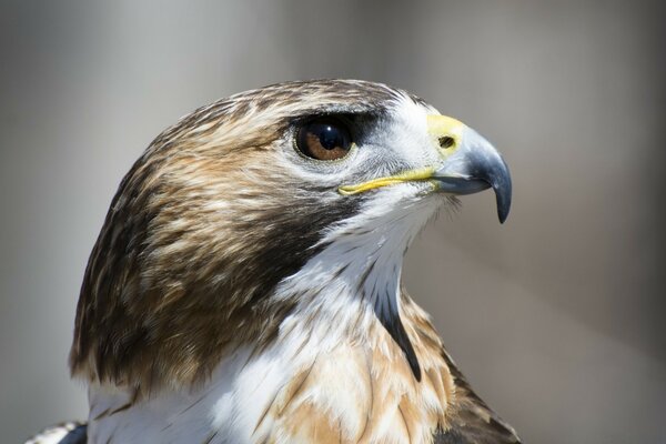 Der stolze Blick eines Greifvögels. Wilder Adler