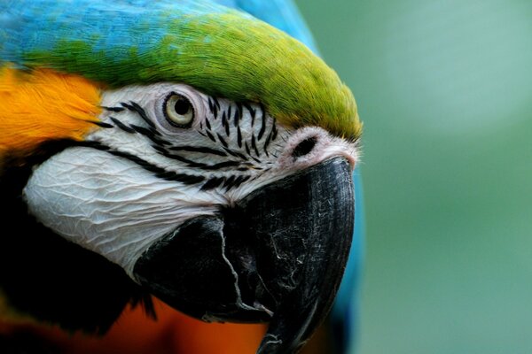 Bright parrot in the zoo