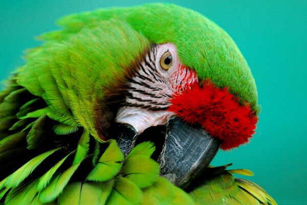 Beautiful bright macaw parrot