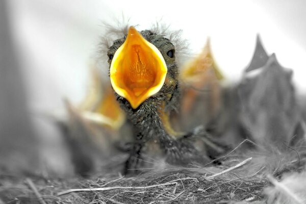 A young chick screams in the nest