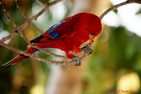 Red parrot on a branch