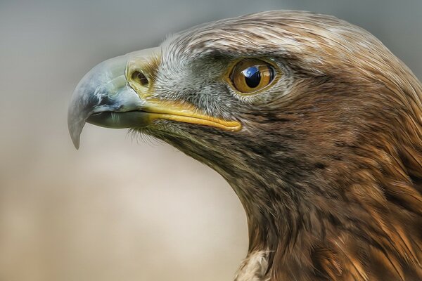 Águila, Ave de la fauna