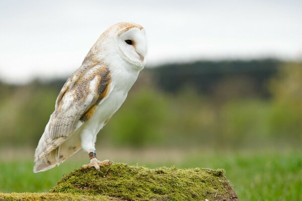 Vögel der Tierwelt Eule