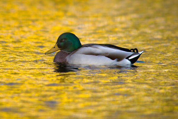 The lake and the duck floating in it