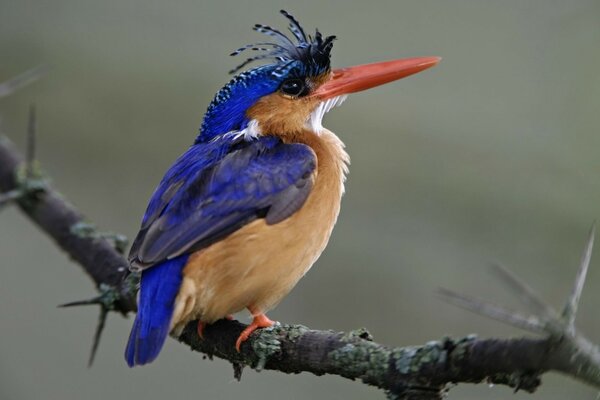 Pájaro maravilloso en un árbol