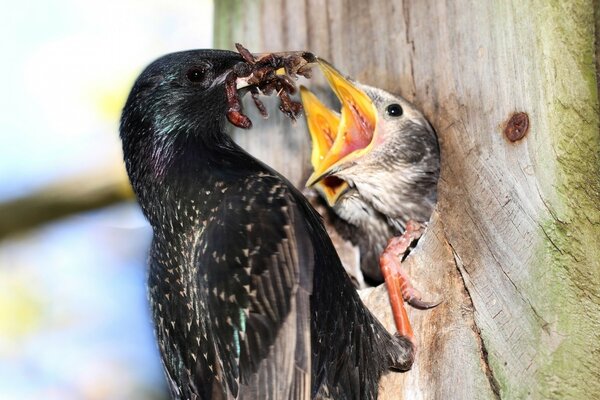 Aves en la naturaleza