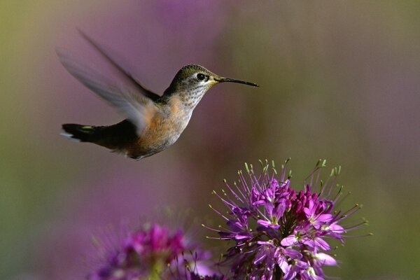 A small bird flies over a lilac flower