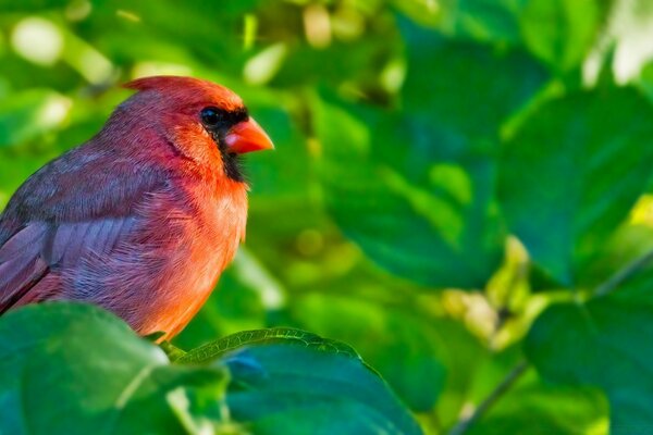 Oiseau lumineux parmi les branches dans la nature