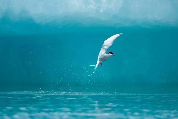 Ocean, spray. A bird taking off over the water