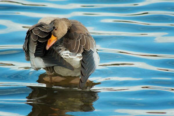 Ein Wasservogel sitzt auf dem Wasser