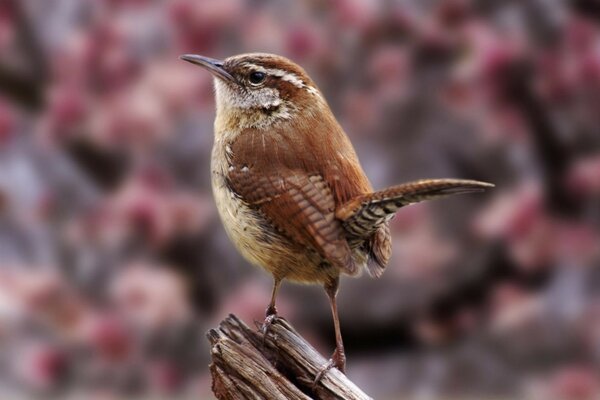 A close-up shot of a bird in nature