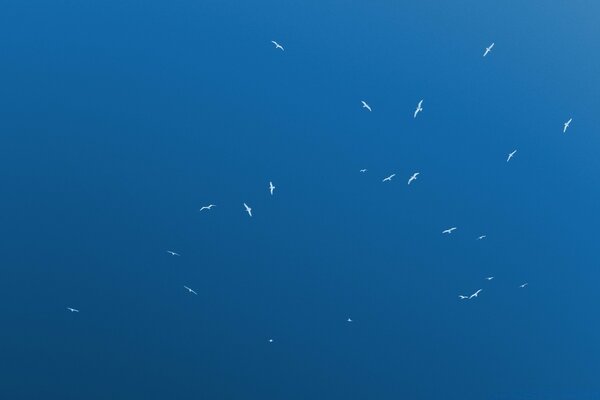 Freedom, sky, white soaring birds in the blue sky