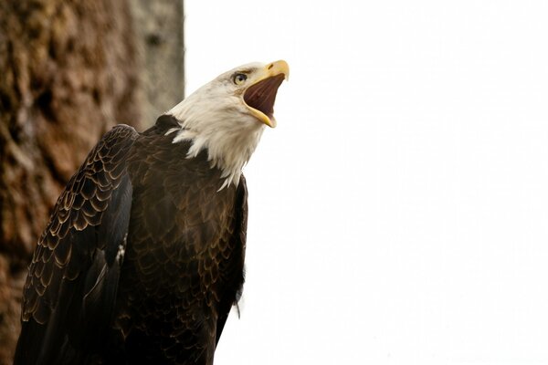 Aquila urlante in natura