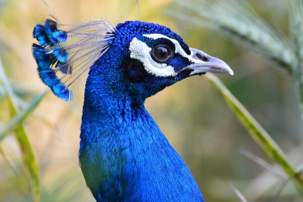 The blue bird. A beautiful peacock in its natural habitat