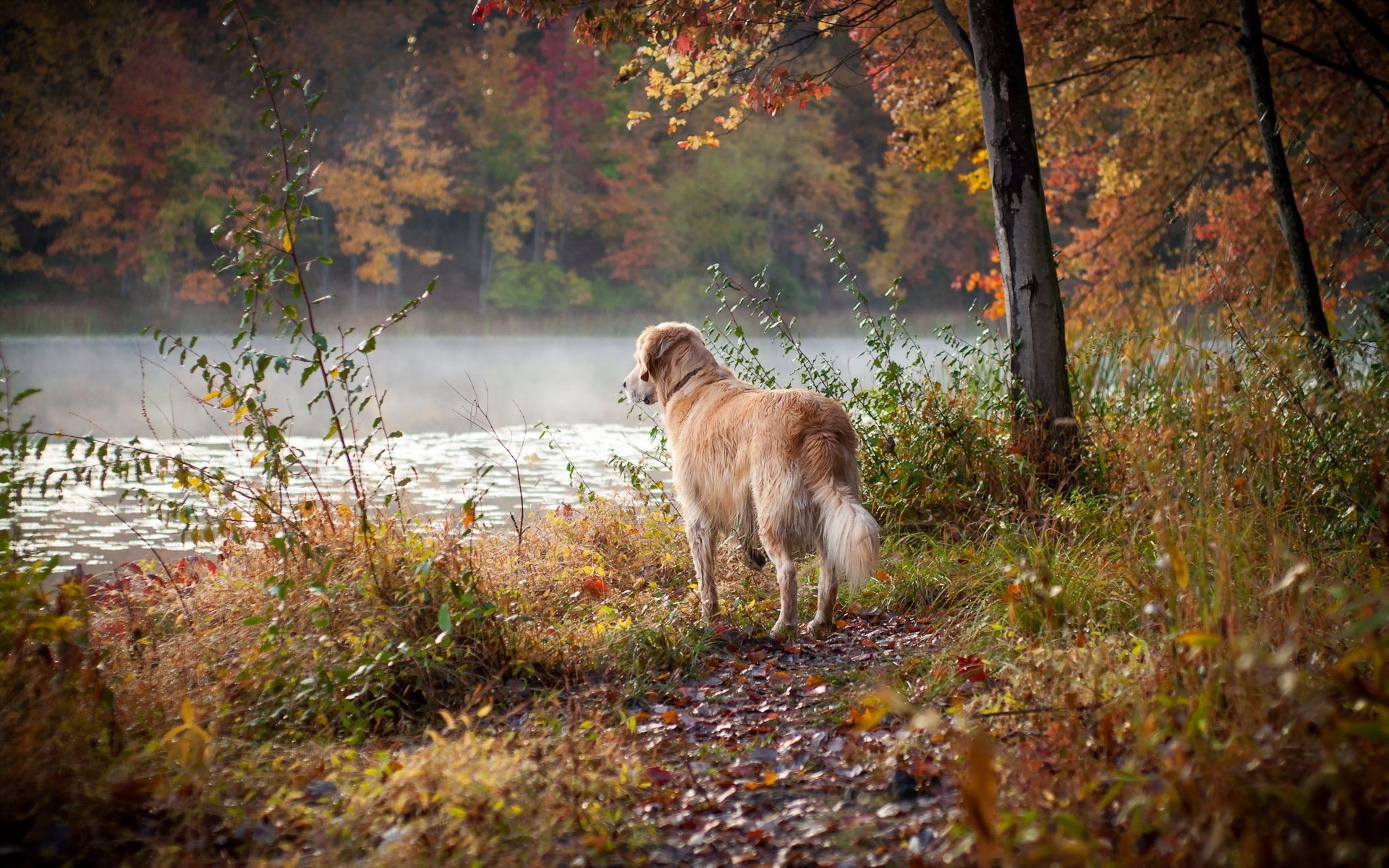 chien automne à l extérieur nature herbe paysage bois feuille