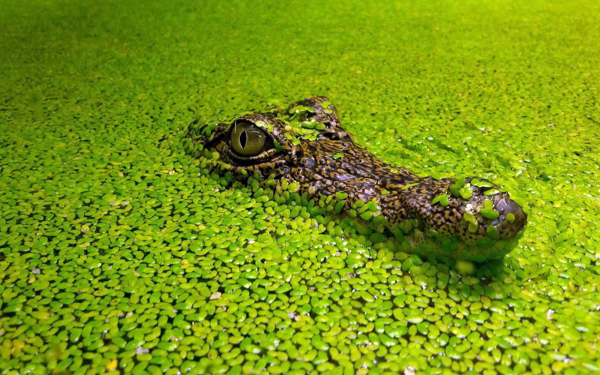 природа животные аллигатор nature animals alligator загрузить