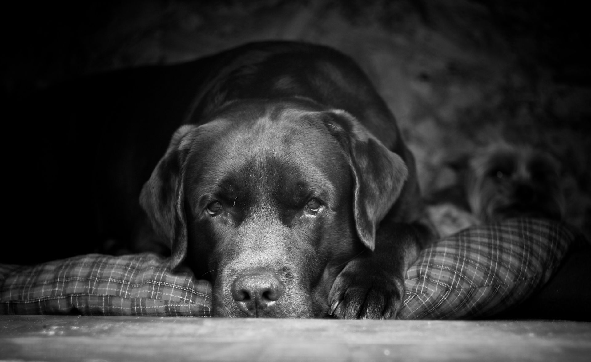 psy pies portret zwierzę pet kynolog monochromatyczny retriever ssak szczeniak śliczne sen