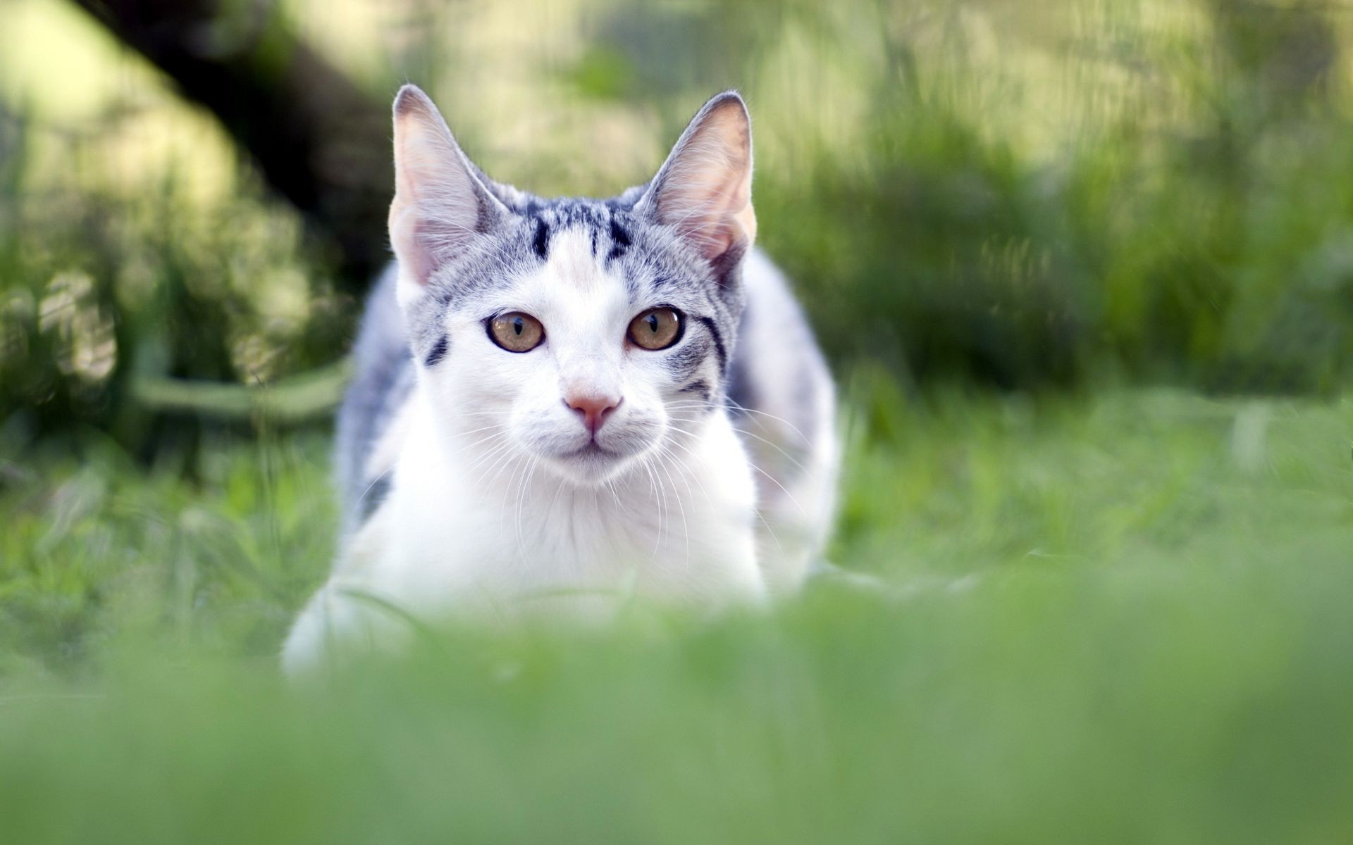 cats animal grass cute nature pet domestic cat mammal fur portrait young little baby outdoors looking sit kitten