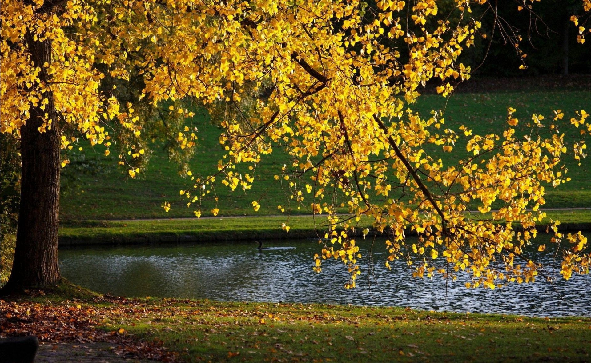 rivières étangs et ruisseaux étangs et ruisseaux automne feuille arbre bois nature paysage saison en plein air parc scénique lac érable eau or beau temps branche rivière paysages lumineux