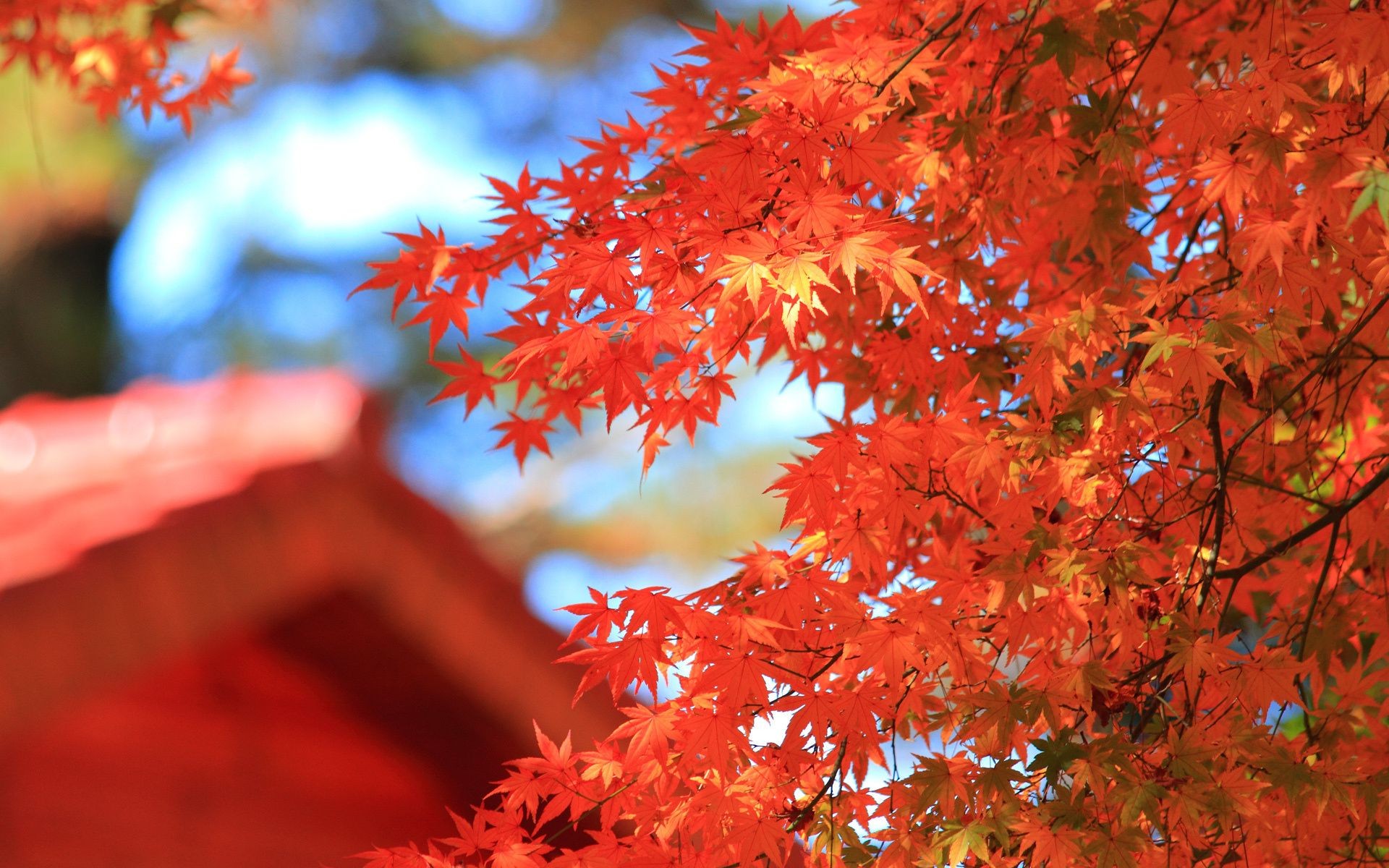 feuilles feuille automne saison érable nature arbre lumineux parc couleur branche flore en plein air beau temps jardin soleil