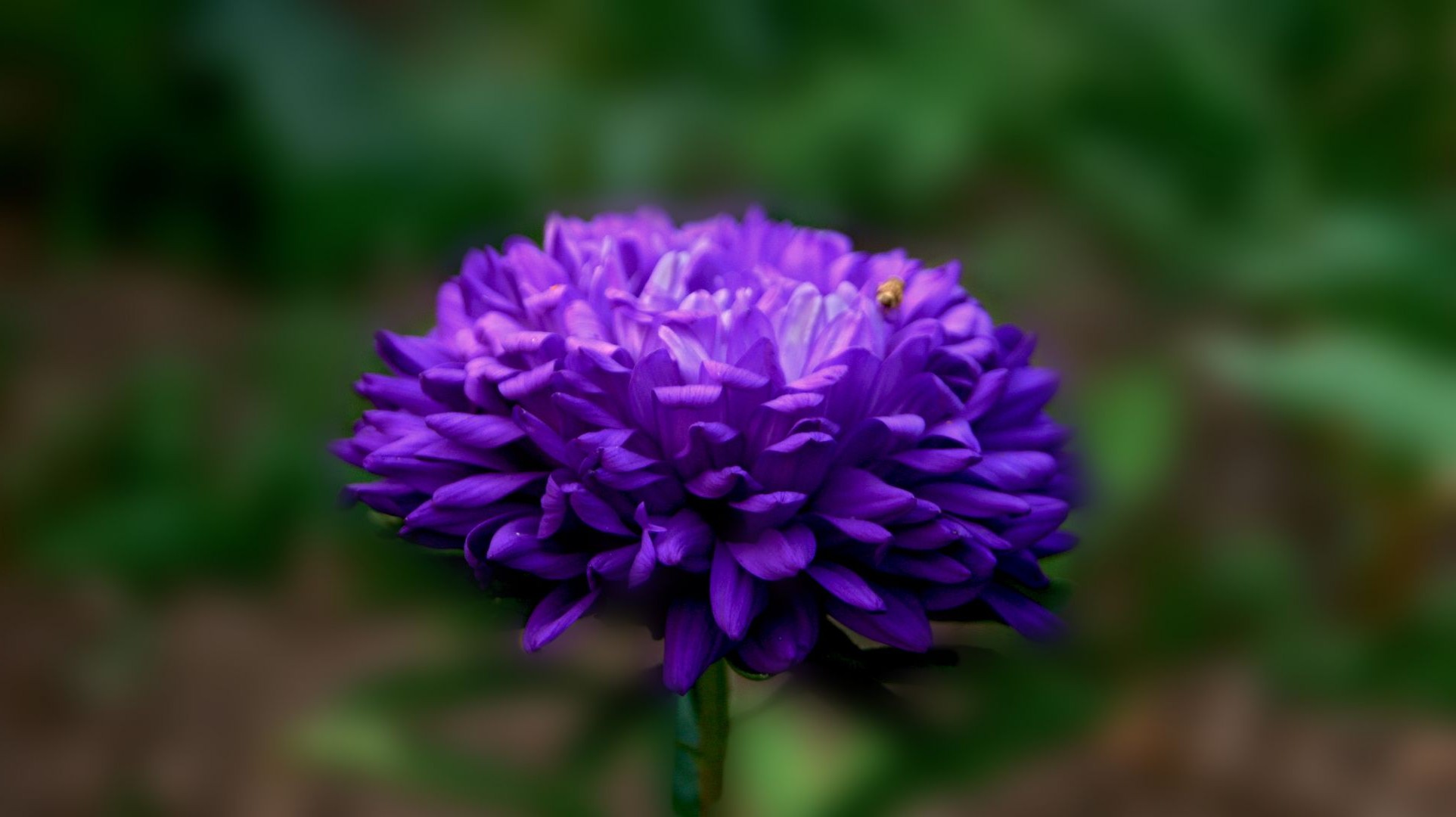 flores flor natureza flora jardim pétala folha blooming verão floral cor close - up brilhante bonita