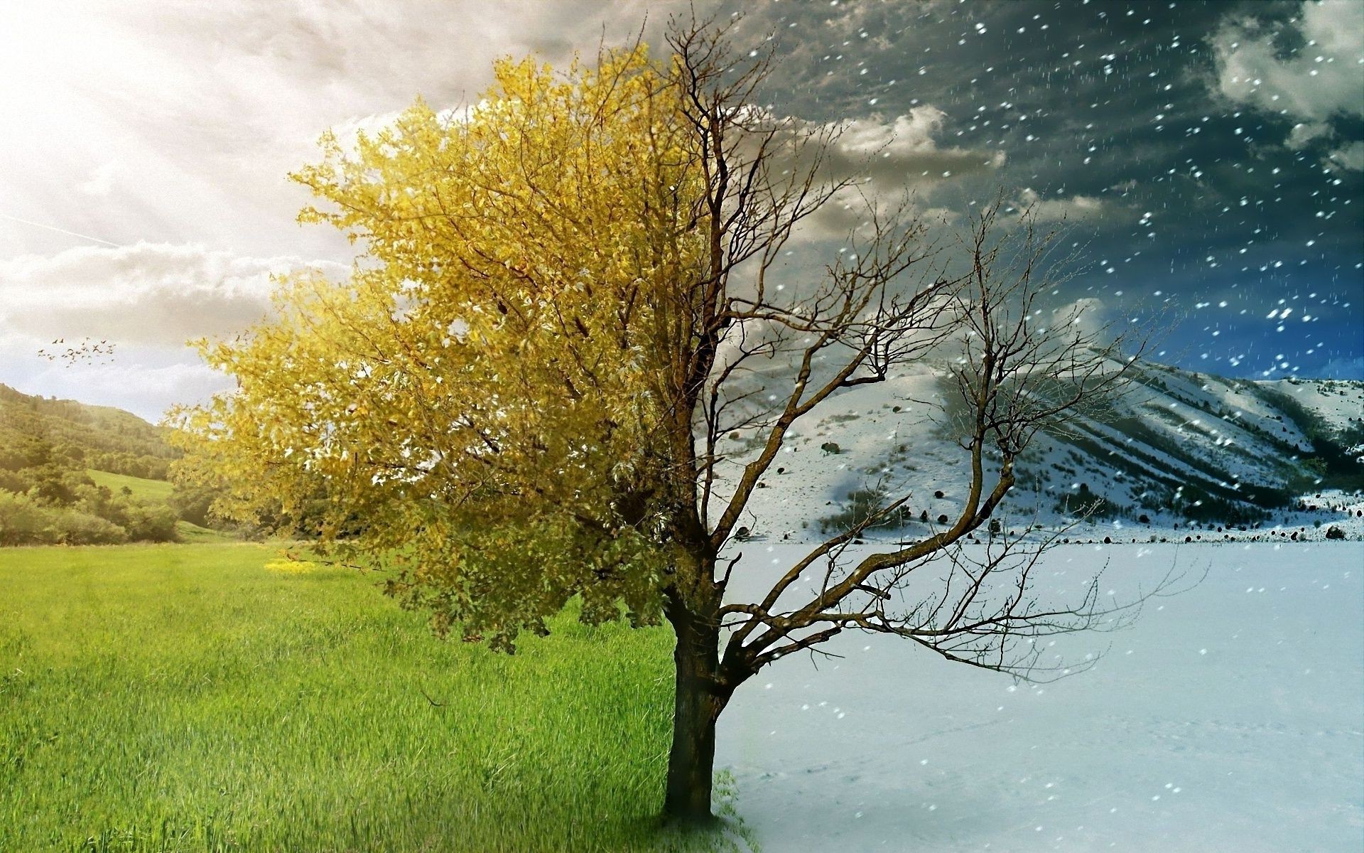 paesaggio paesaggio natura albero autunno erba bel tempo all aperto alba stagione cielo foglia rurale legno sole campagna luminoso inverno