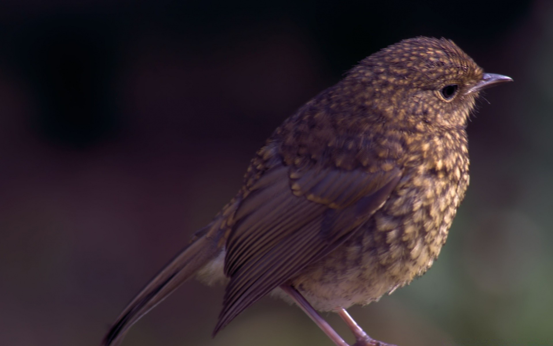 birds bird wildlife nature outdoors avian animal feather songbird beak