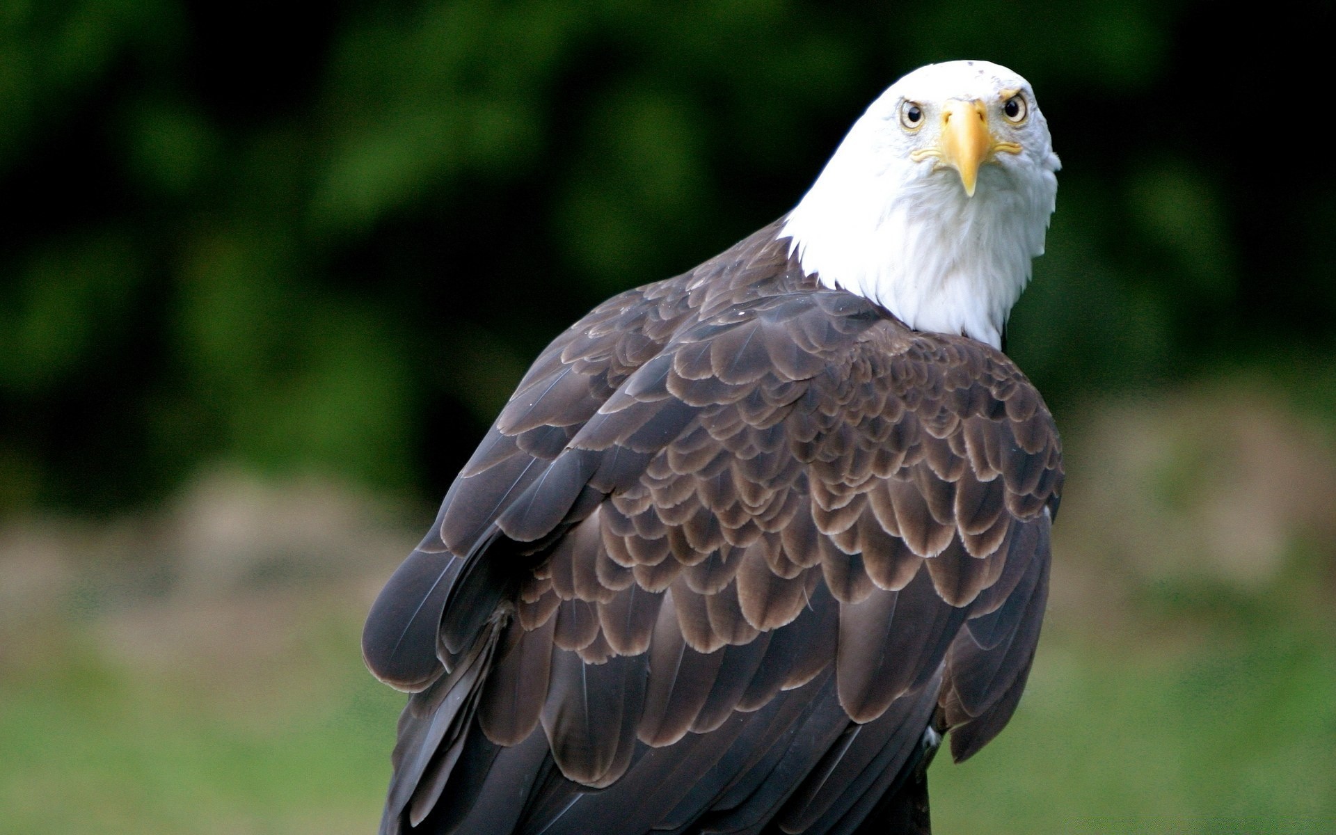 orzeł ptak natura dzika przyroda raptor na zewnątrz zwierzę dziób dziki skrzydło pióro łysy