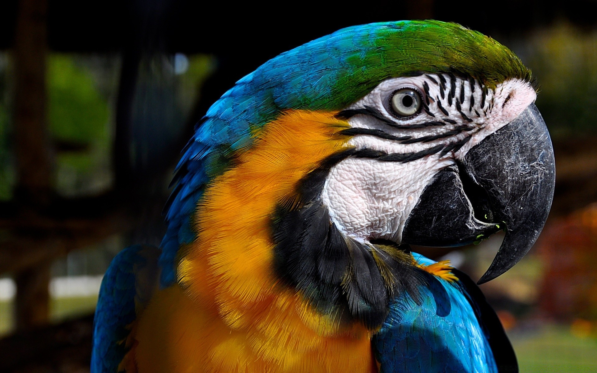 papagaio pássaro jardim zoológico pena arara bico vida selvagem animal asa avian natureza selvagem tropical cor animal de estimação voar retrato