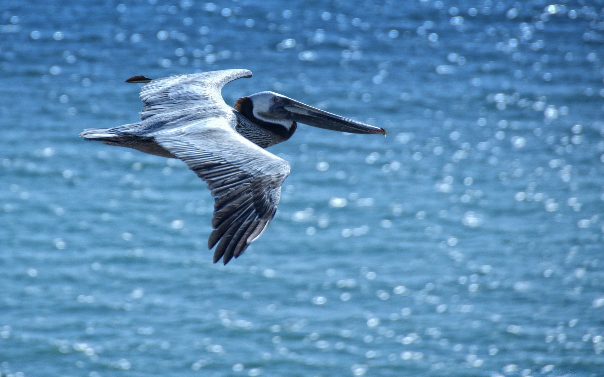 oiseaux oiseau eau faune nature animal mer bec mouette océan à l extérieur plume sauvage vol pélican lac oiseaux