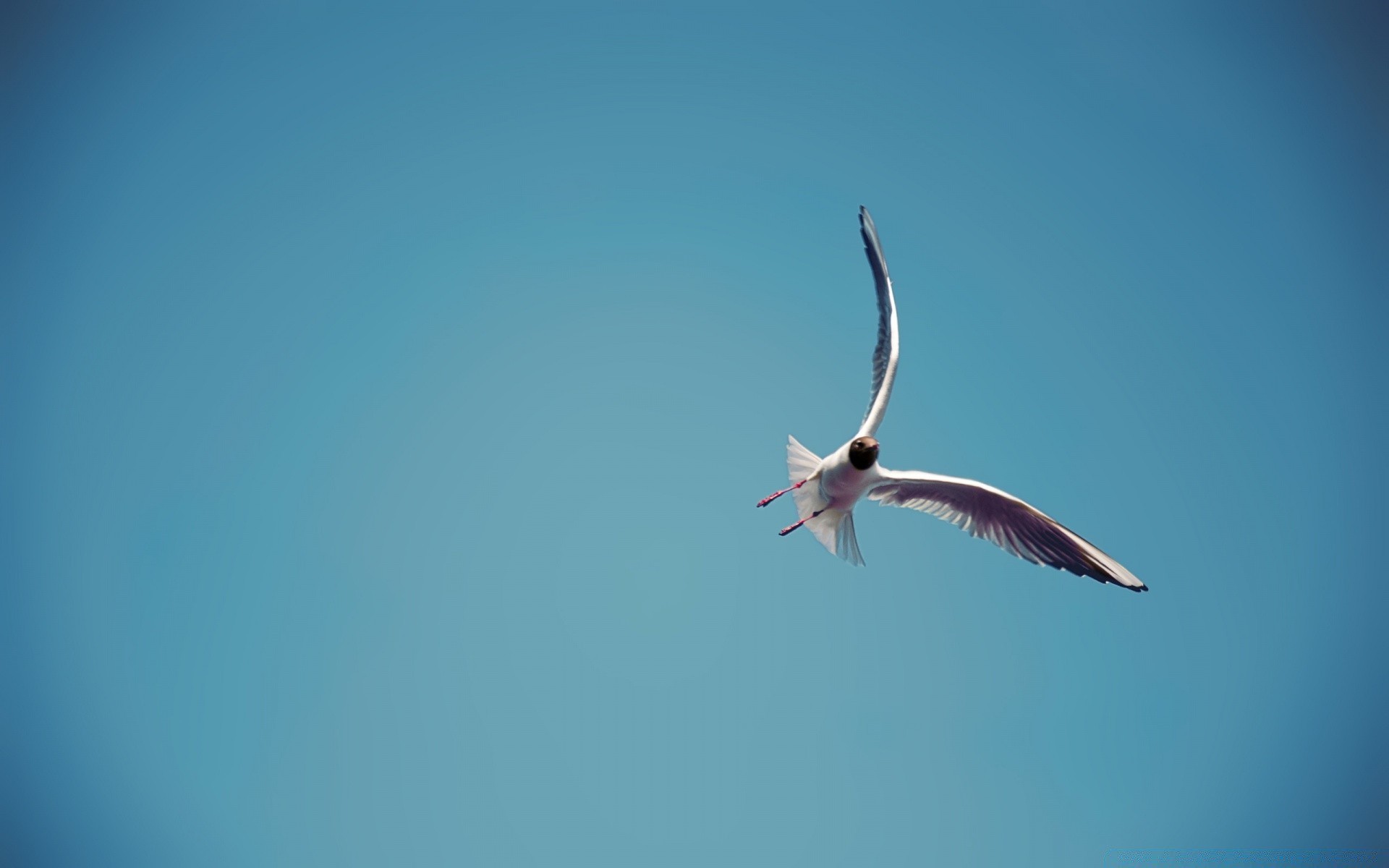 seagull bird sky flight nature wildlife outdoors seagulls wind