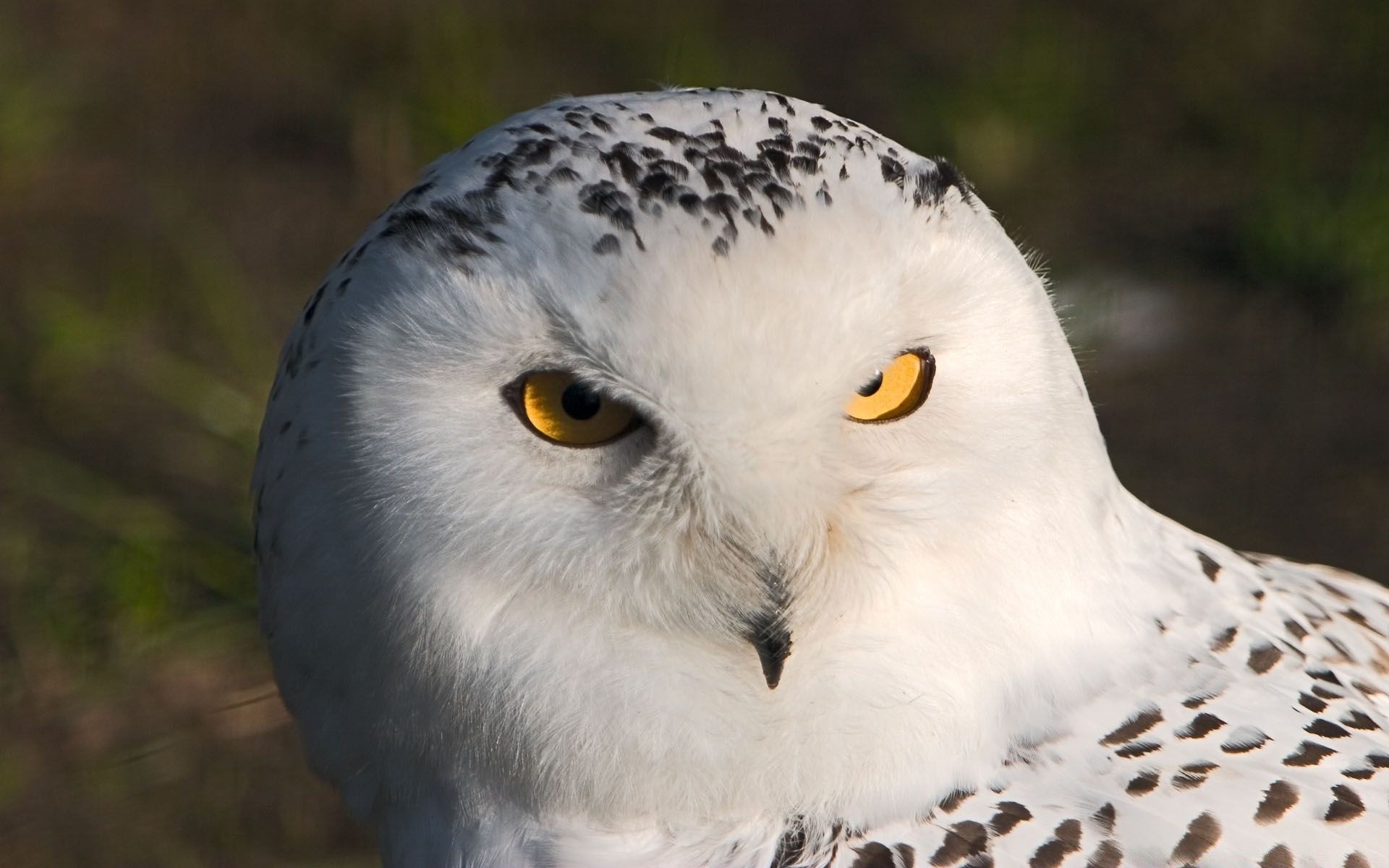 hibou oiseau faune raptor nature bec proie plume animal à l extérieur portrait oeil sauvage lumière du jour avian aigle