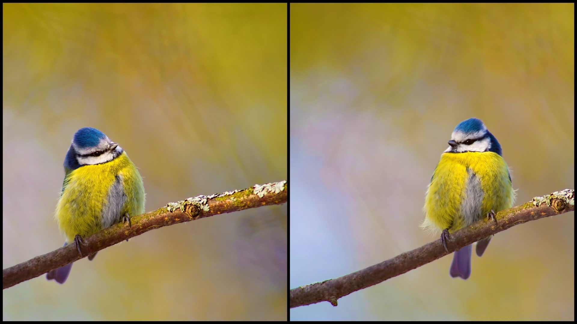 birds bird wildlife animal nature feather beak avian wild wing songbird ornithology color birdwatching outdoors fly tropical little park close-up flight