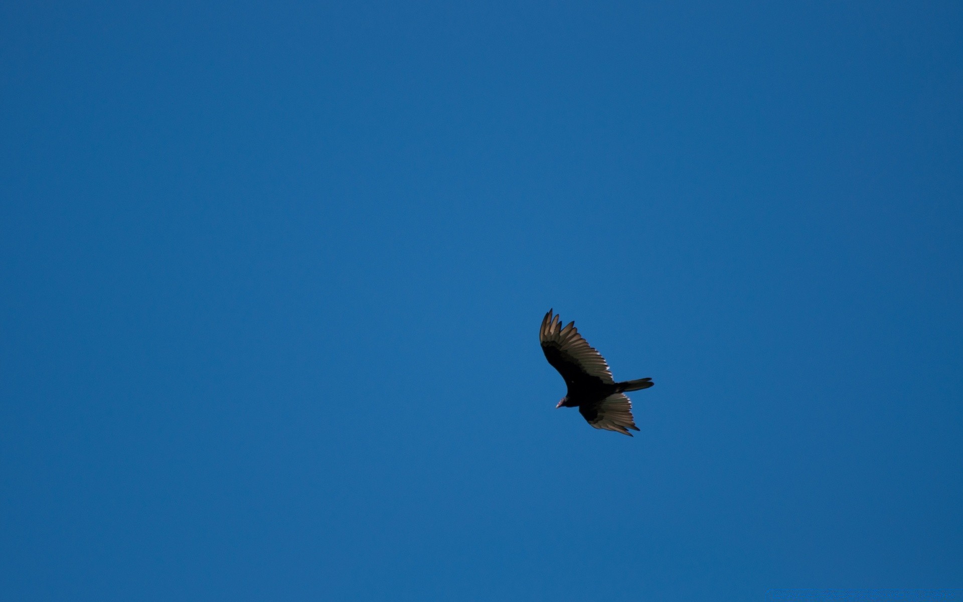 oiseaux oiseau ciel vol en plein air la faune la nature la liberté raptor ciel bleu cerf-volant lumière du jour