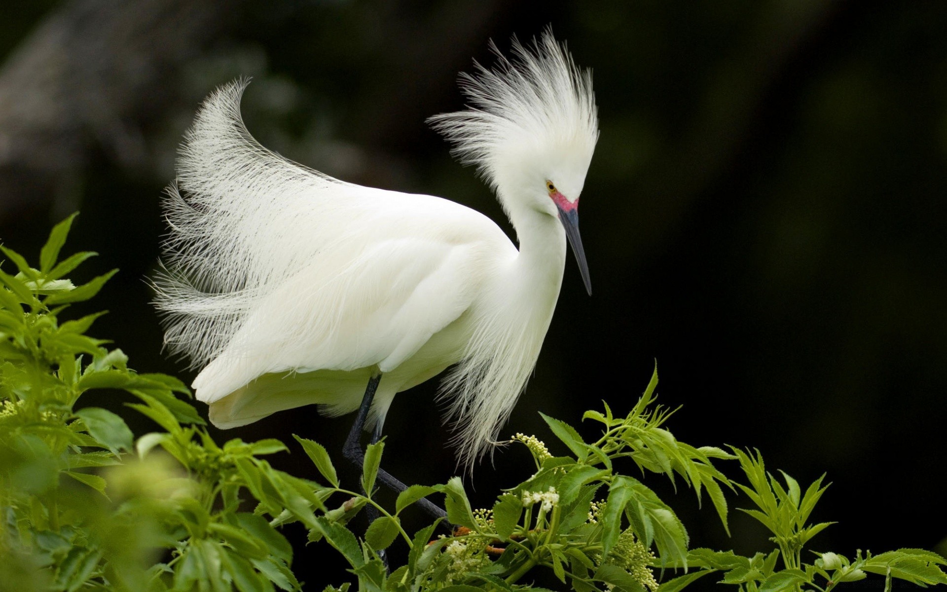 oiseaux oiseau la nature la faune animal sauvage plume à l extérieur