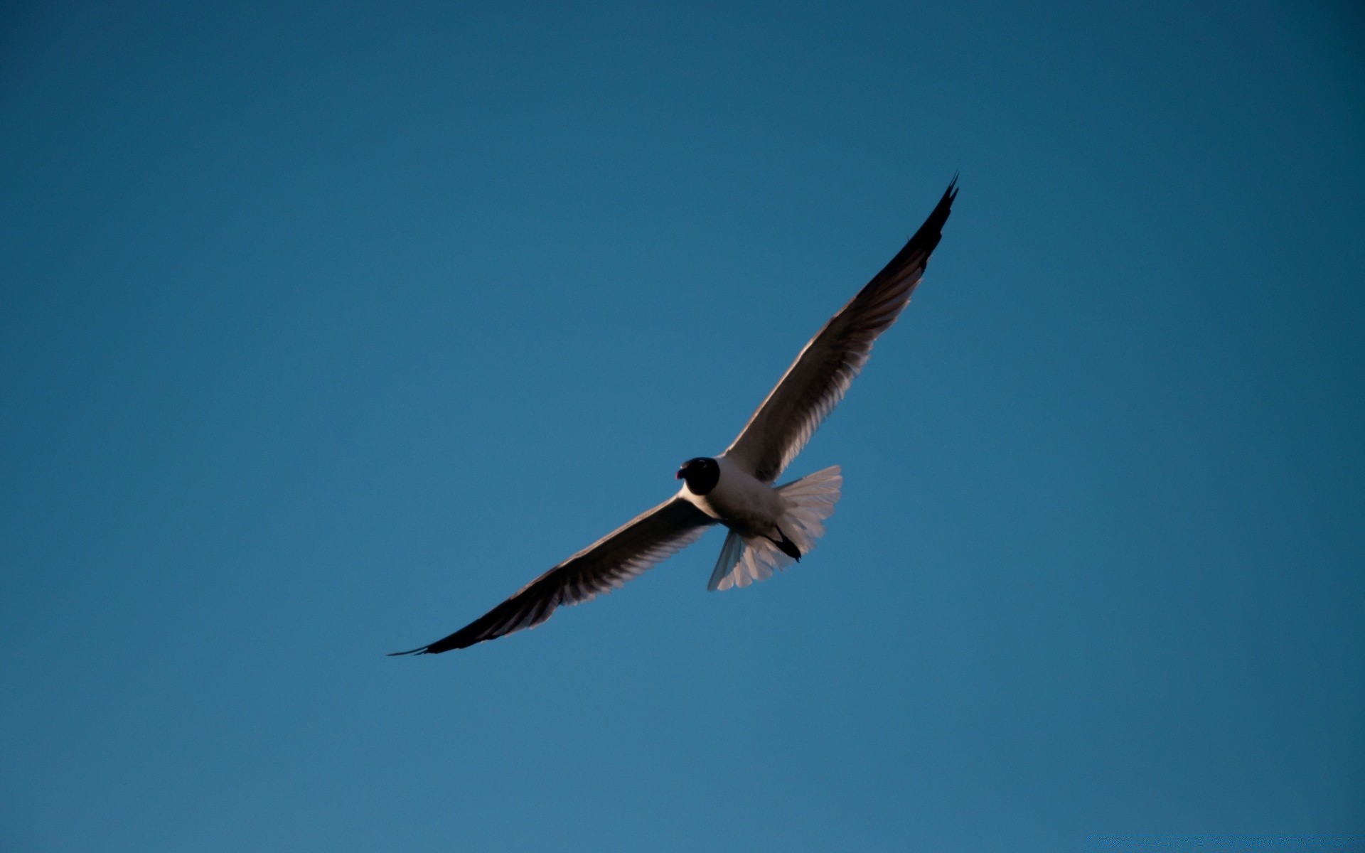 gaivota pássaro voo gaivotas voar céu vida selvagem natureza liberdade asa pena animal