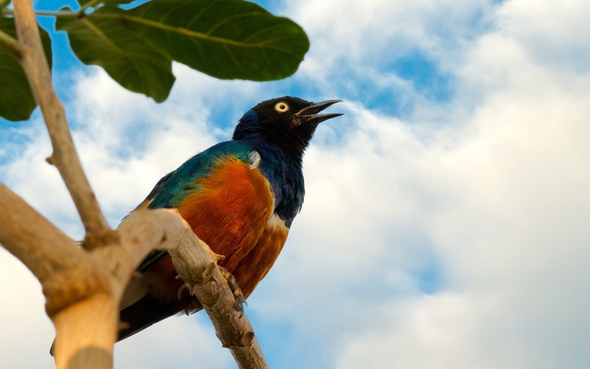 oiseaux oiseau faune nature animal en plein air sauvage couleur plume bec arbre