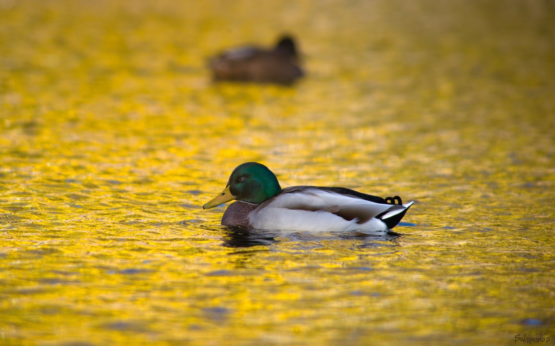 duck water bird nature lake wildlife blur pool outdoors reflection swimming waterfowl poultry