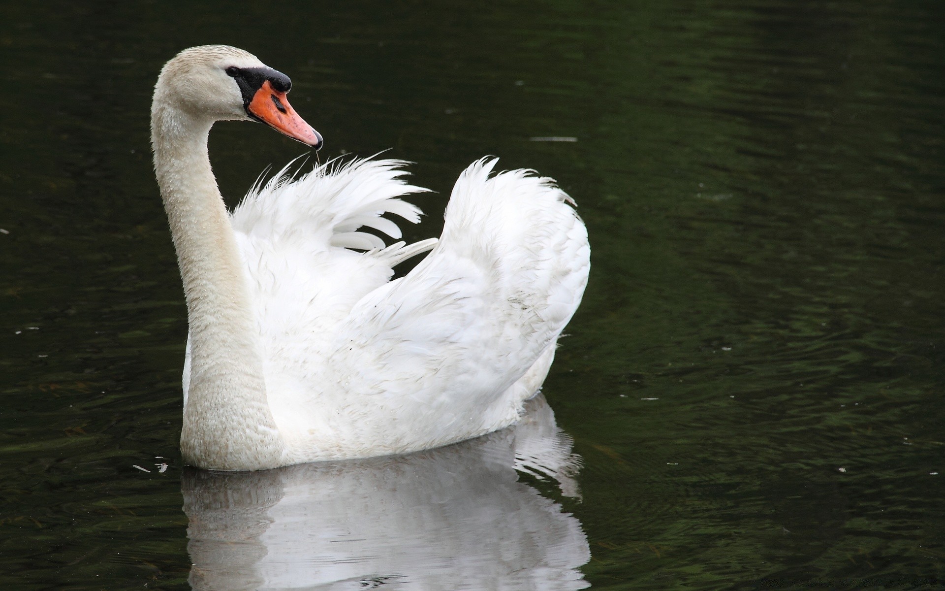 swans swan lake water bird pool duck reflection waterfowl river poultry nature wildlife outdoors