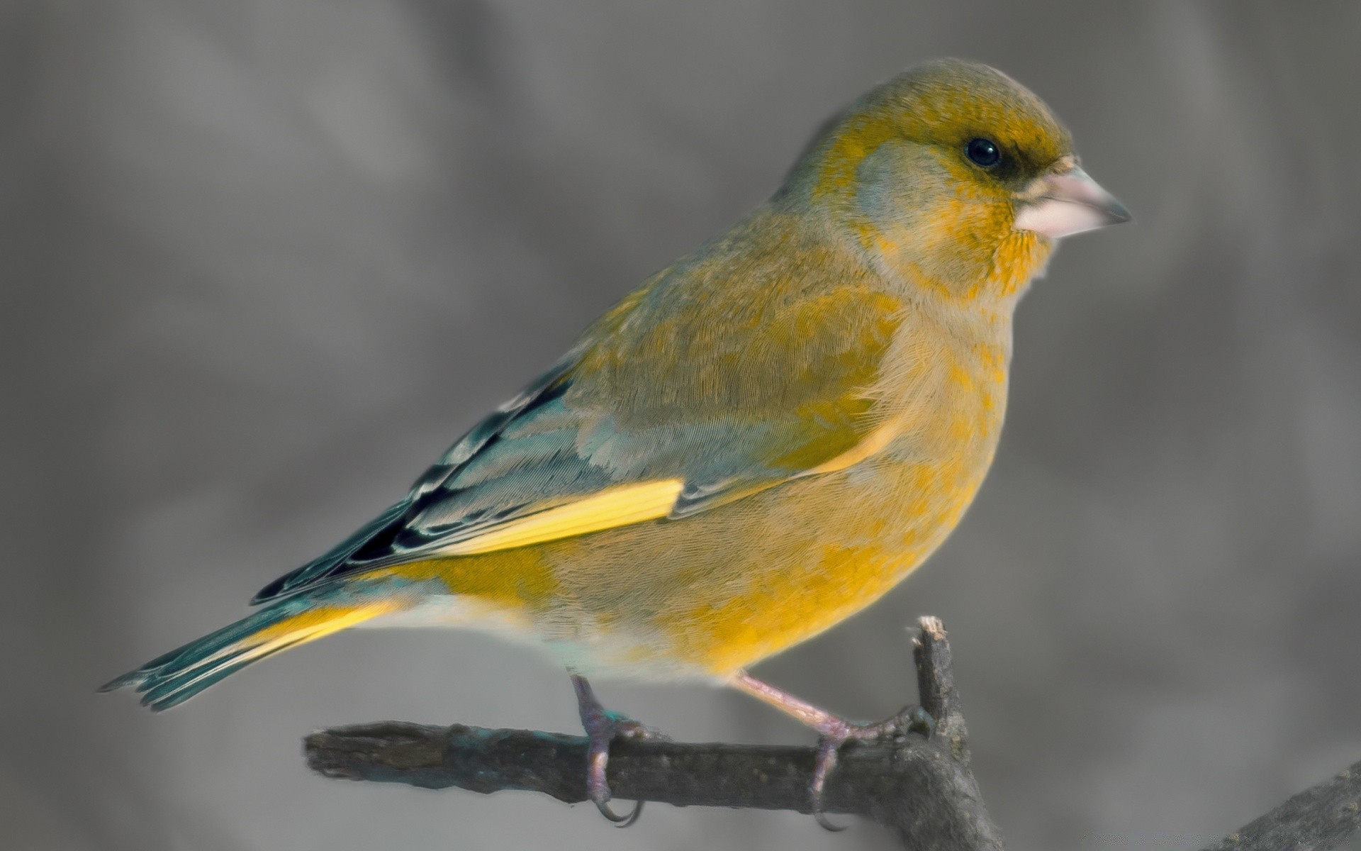 kuşlar kuş yaban hayatı avian finch hayvan bir doğa açık havada vahşi ötücü geçiş yumuşatma gaga