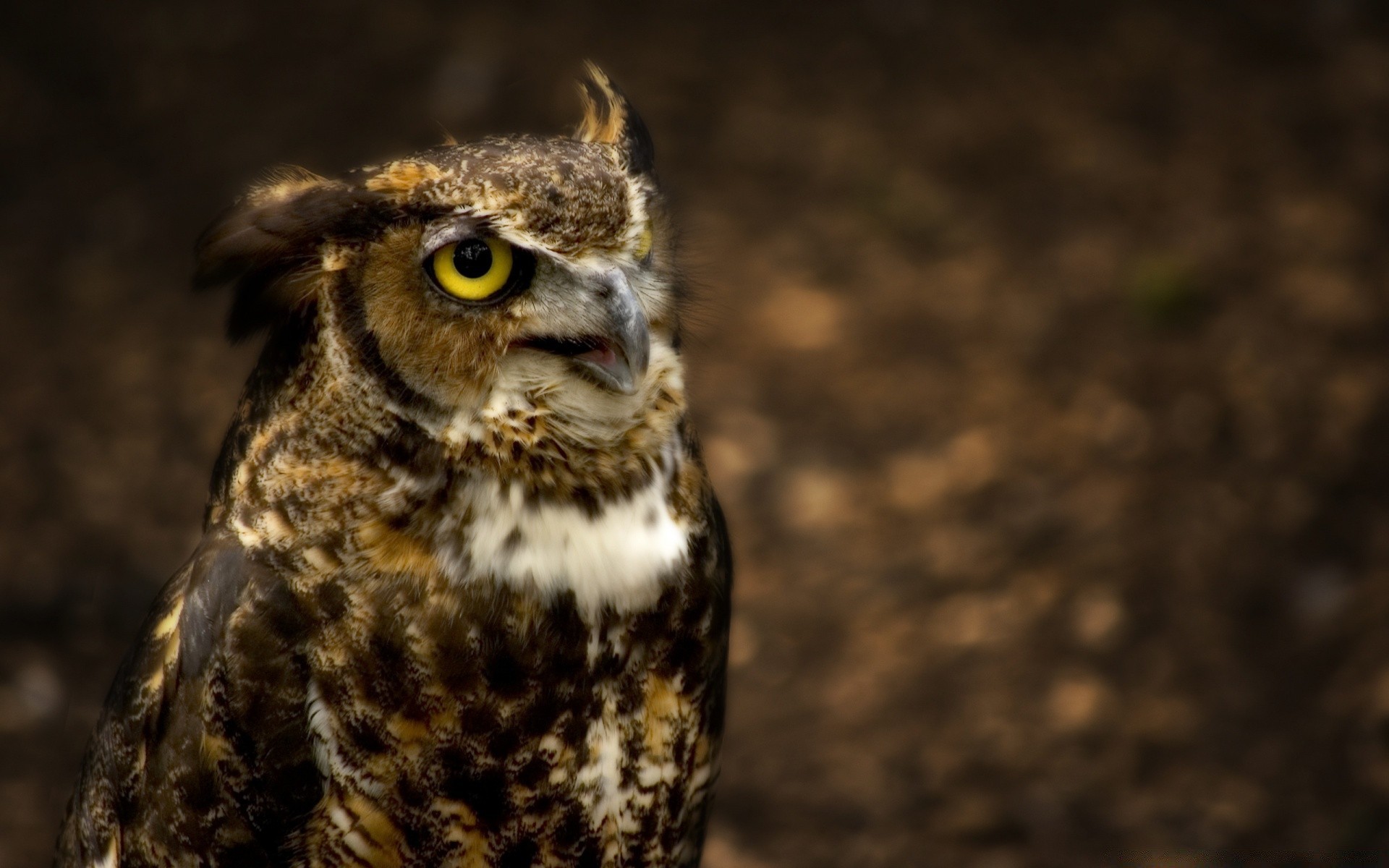 owl wildlife bird nature animal portrait outdoors raptor wild eye feather beak