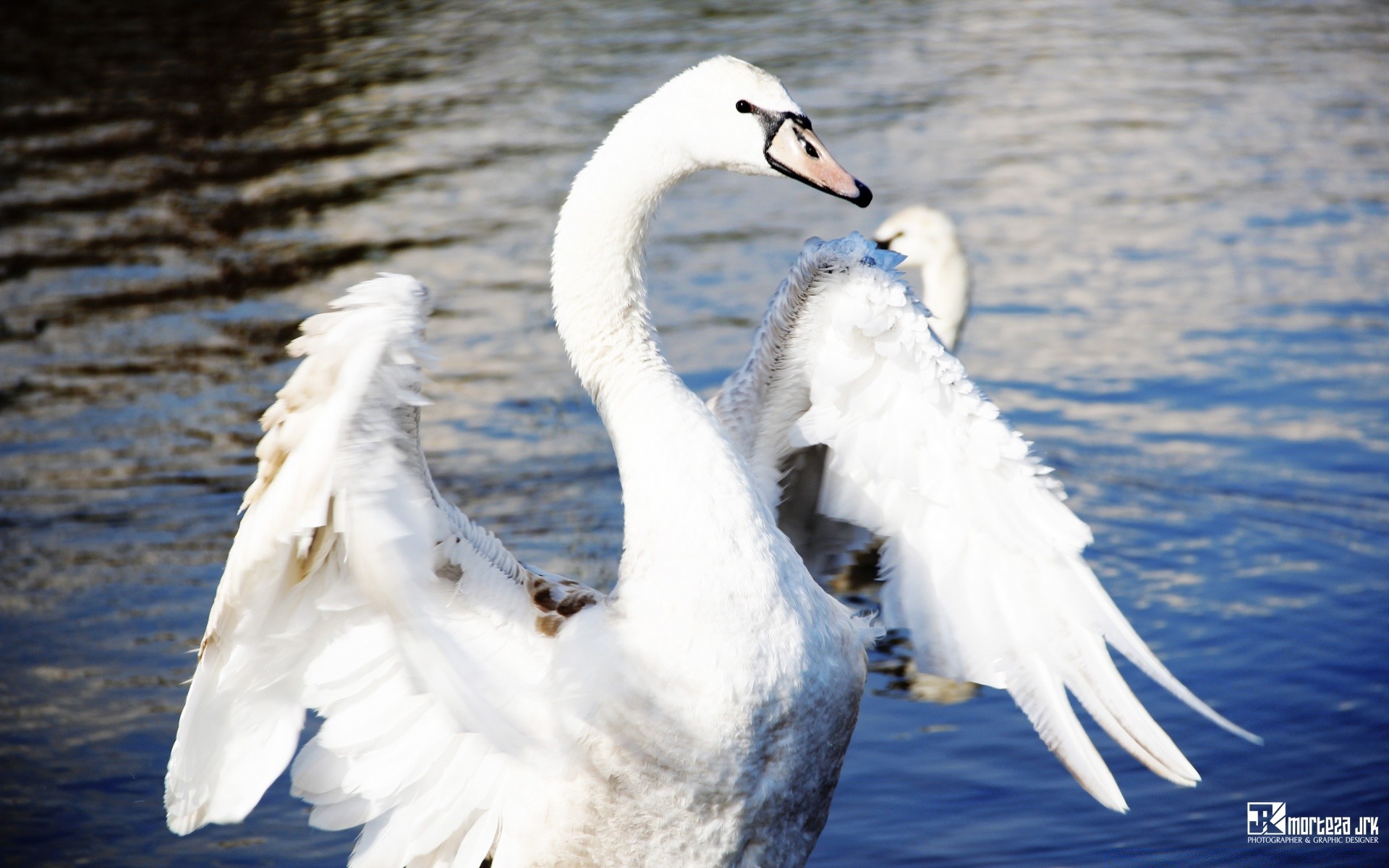 cigni uccello cigno natura piuma acqua fauna selvatica all aperto animale becco lago uccelli acquatici ala