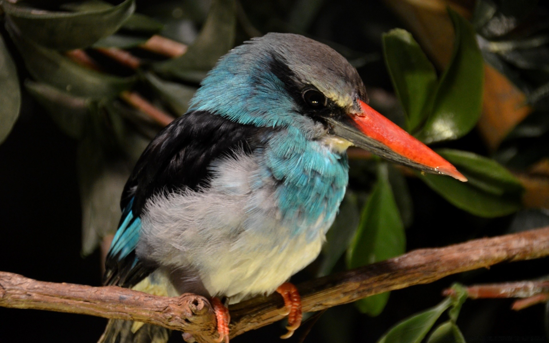 ptaki ptak dziób dziób zwierzę avian dziki natura pióro skrzydło ornitologia zoo latać egzotyczne